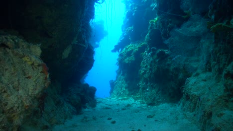 Ein-Tiefes-Korallendurchschwimmen