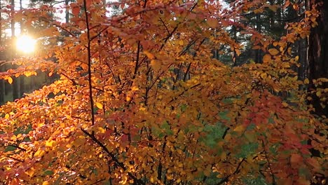 Orangenbusch-Während-Der-Herbstsaison-Mit-Durchkommendem-Sonnenuntergangslicht