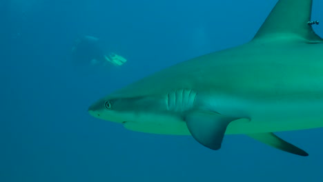 Gray-Reef-Shark