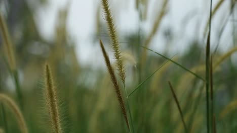 Grass-Spikelets,-wild-plant-swaying-in-the-breeze,random-camera-movements