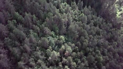Luftbildaufnahme-Der-Berge-Und-Des-Waldes-In-Borgo-Valsugana-Im-Trentino-Italien
