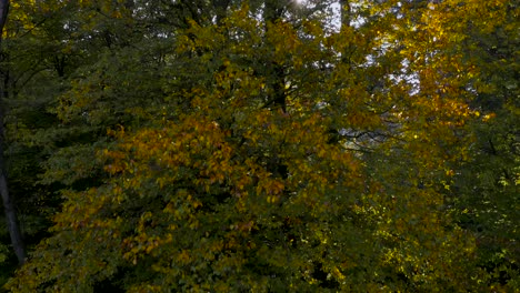 Aufsteigende-Luftaufnahme-Von-Hohen-Majestätischen-Gelben-Und-Grünen-Bäumen-Mit-Sonneneruptionen-Durch-Das-Laub-Und-Die-Äste