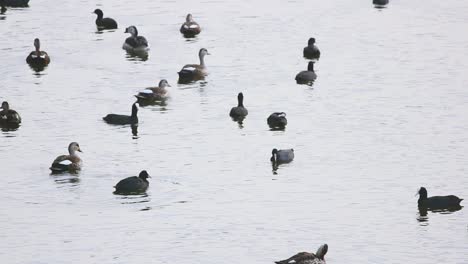 A-group-of-common-coots-and-spot-billed-ducks-and-comb-ducks-swimming-together-in-lake-water-I-Birds-in-lake-stock-video