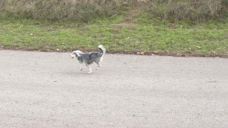 Wide-shot-in-slow-motion-of-a-three-legged-dog-running