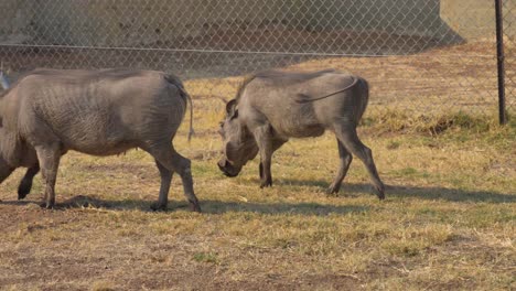 African-Warthogs-eating-grass-and-walking
