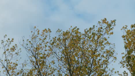 Starker-Herbstwind-Weht-Durch-Einen-Gelben-Laubbaum-In-Berlin,-Deutschland