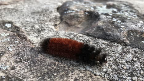 Woolly-worm-crawls-along-a-stone-wall-on-February-6,-2019-near-Boone,-NC