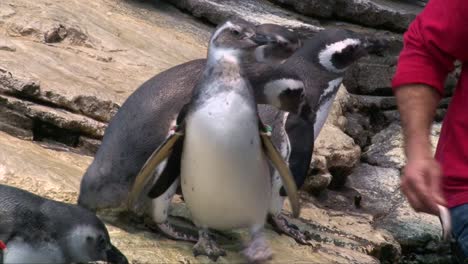 Zoo-keeper-man-feeding-Magellanic-penguins