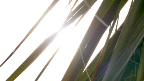 Filmische-Nahaufnahme-Der-Sonne,-Die-An-Einem-Sonnigen-Sommernachmittag-Am-Strand-An-Der-Küste-Von-Georgia-Durch-Einige-Tropische-Palmwedelblätter-Scheint