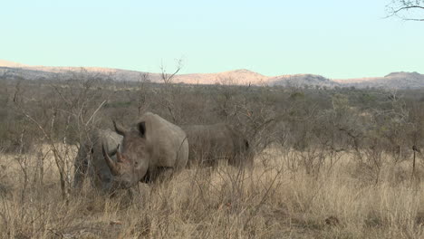 White-Rhinoceros-three-together-grazing-between-shrubs,-Kruger-N