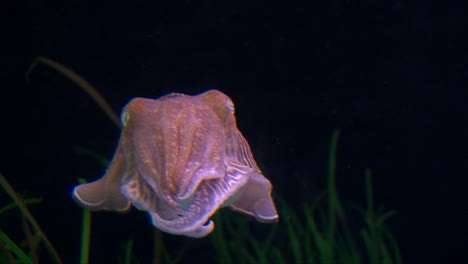 Cute-Pink-cuttlefish-slowly-moving-in-water-on-deep-black-background,-close-up-shot
