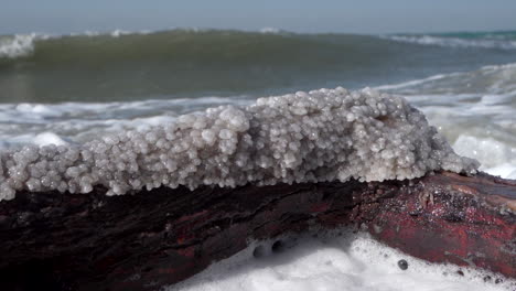 Ein-Ast-Mit-Roter-Rinde,-Der-Mit-Salz-Bedeckt-Ist,-An-Einer-Küste-Des-Toten-Meeres,-100-Bilder-Pro-Sekunde