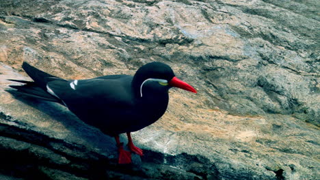 Inca-Tern-sea-bird-with-red-beak-and-legs-preparing-to-take-off-from-a-rock-surface,-close-up-shot