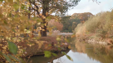 Rack-Fokus-Zwischen-Einem-Herbstfarbenen-Busch---Baum-Und-Einem-See---Teich