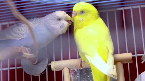 A-very-cute-and-caring-yellow-budgie-is-feeding-the-light-blue-budgie