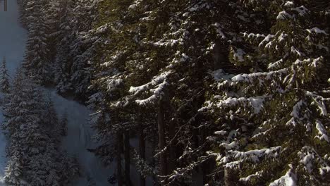 Blick-Von-Einem-Skilift-Auf-Nadelbäume-In-Einer-Schneebedeckten-Linie