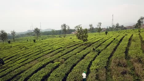 Drone-flying-over-a-worker-in-a-tea-plantation-in-Java,-Indonesia