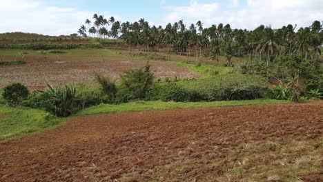 panoramic-view-of-an-empty-vast-field-with-coconut-trees-over-a-sunny-day