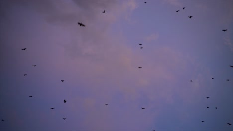 Murciélagos-Frugívoros-Volando-Por-Encima-Al-Atardecer