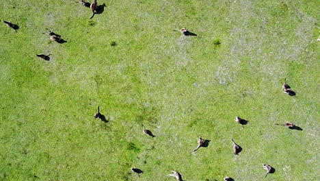 Drone-footage-of-large-group-of-grazing-kangaroos-on-lush-green-grass