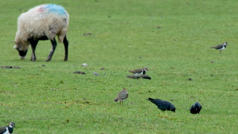 Lapwings,-Jackdaws-and-starlings-feeding-on-farmland-rich-in-earthworms-in-the-North-Pennines-County-Durham