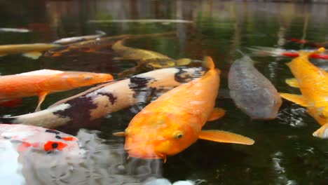 A-Koi-pond-full-of-fish-located-in-a-beautiful-garden-in-Tokyo-Japan