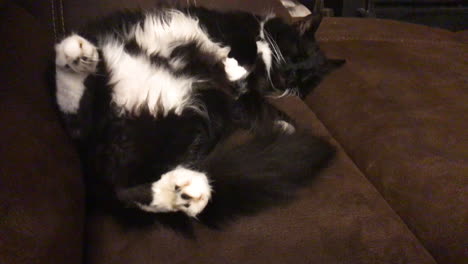 Große-Maine-Coon-Katze,-Die-Bequem-Auf-Der-Braunen-Couch-Liegt-Und-Friedlich-Schläft