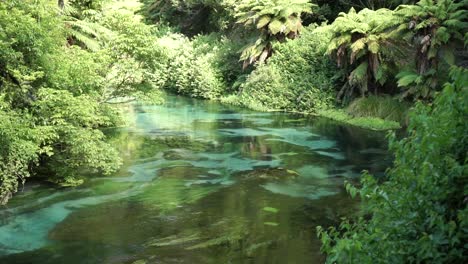 Slowmo---Weitwinkelaufnahme-Der-Blauen-Quelle-Von-Putaruru,-Umgeben-Von-üppigen-Neuseeländischen-Wäldern