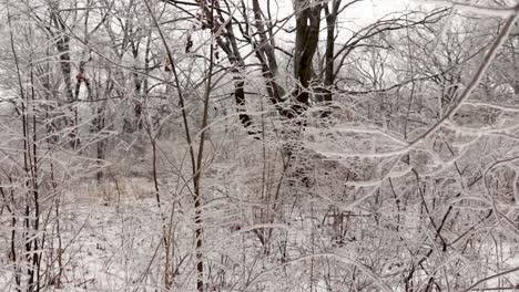 A-forward-motion-into-ice-covered-bushes-from-freezing-rain