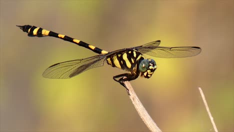 Libélula-Tigre-Libélula-Tigre-Libélula-Tigre