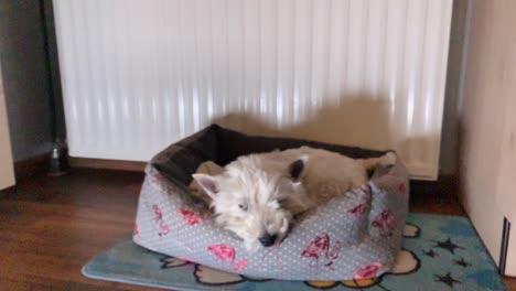 Cute-dog-resting-in-its-basket-in-the-kitchen-in-front-of-radiator