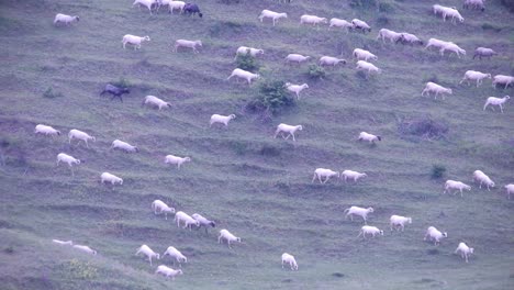 Herd-of-sheep-eating-grass-in-the-field-and-moving-down-a-hill