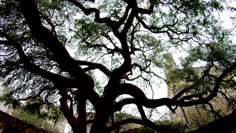 The-large-branches-of-this-over-100-year-old-oak-are-30--40-inches-around-and-weigh-several-tons