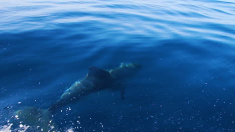 Delphin,-Der-Spielerisch-Unter-Wasser-Schwimmt,-Bevor-Er-Zum-Luftholen-Auftaucht