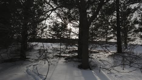 Kameraschwenk-über-Bäume-Im-Gegenlicht-Eines-Sonnenuntergangs