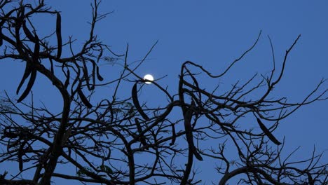 Full-moon-shines-trough-the-empty-carob-tree-branches-in-winter-on-clear-night,-medium-shot