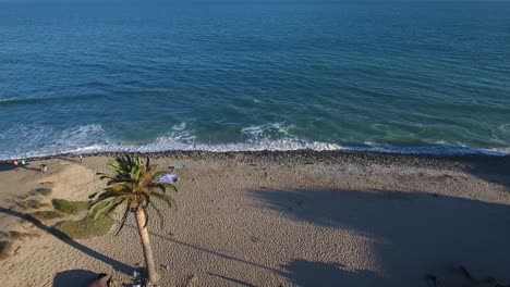 Pull-back-shot,-aerial-drone-footage,-on-Malibu-beach-passing-a-palm-tree,-Pacific-Coast,-California,-USA