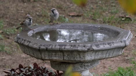 House-Sparrows-drink-from-a-bird-bath-leaving-ripples-in-the-water,-close-up