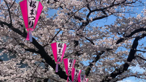 Flores-De-Cerezo-Y-Lámparas-De-Papel-En-El-Parque-Sumida