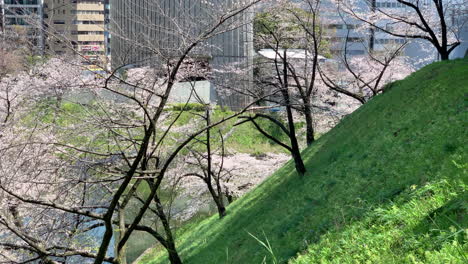 Schöne-Aussicht-Auf-Einen-Graben-Im-Chidorigafuchi-Park-Mit-Kirschblüten