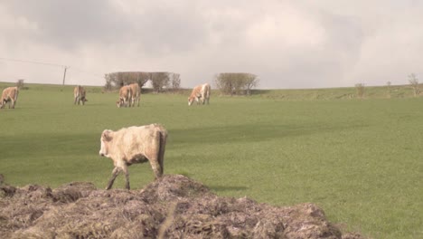 Vacas-Pastando-En-Un-Campo