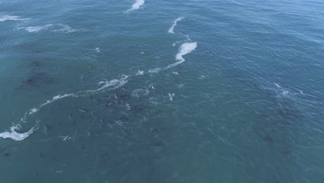Drone-flies-over-massive-school-of-dolphins-swimming-and-hunting-together