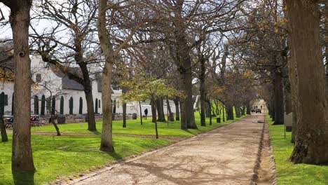 Lane-of-old-oak-trees-on-historic-wine-farm-in-Cape-Town,-South-Africa