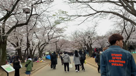 Gente-Caminando-Por-Un-Sendero-Con-Flores-De-Cerezo-En-El-Parque-Yoyogi