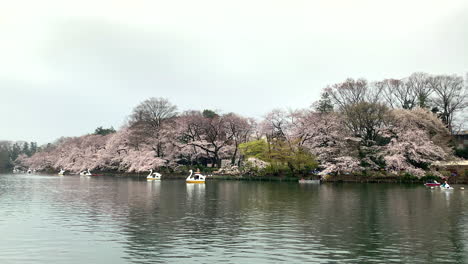 Cherry-blossom-and-goose-boats-by-the-lake-of-Inokashira-Park
