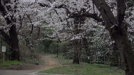 Eine-Frau-Mit-Kimono-Geht-Auf-Einem-Mysteriösen-Und-Magischen-Pfad-Mit-Blühenden-Kirschbäumen-Im-Yoyogi-Park