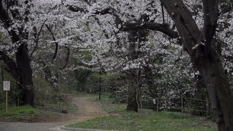 Una-Mujer-Con-Kimono-Camina-Por-Un-Sendero-Misterioso-Y-Mágico-Con-Cerezos-En-Flor-En-El-Parque-Yoyogi