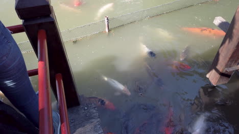 TILT-UP-Colorful-koi-carp-fishes-swimming-in-pond-of-Buenos-Aires-Japanese-gardens