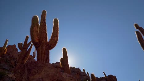 Beautiful-giant-cactus-in-a-canyon-near-San-Pedro-de-Atacama-in-the-Atacama-Desert,-northern-Chile,-South-America