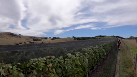 Walking-along-the-vineyards-with-friends-on-Waiheke-Island-in-New-Zealand
